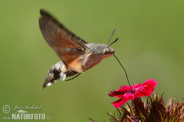 Taubenschwänzchen (Macroglossum stellatarum)