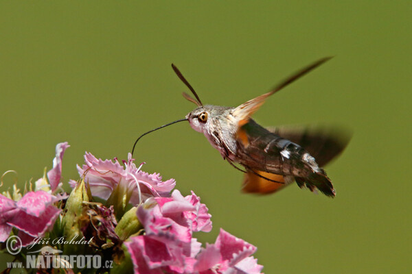 Taubenschwänzchen (Macroglossum stellatarum)