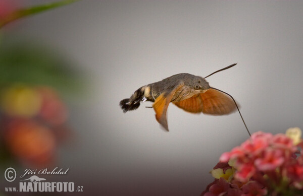 Taubenschwänzchen (Macroglossum stellatarum)