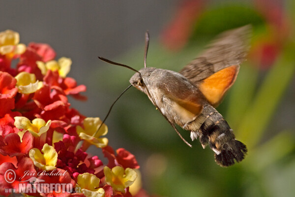 Taubenschwänzchen (Macroglossum stellatarum)