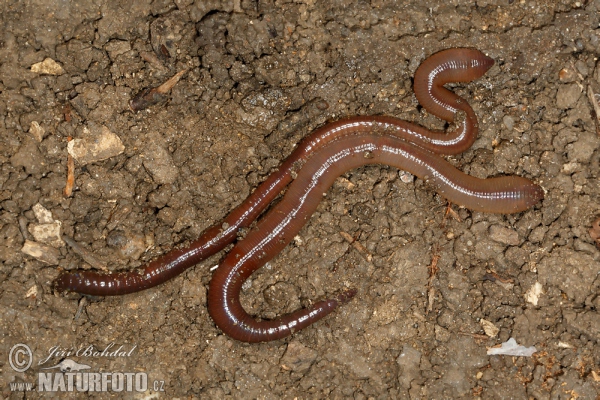 Tauwurm (Lumbricus terrestris)