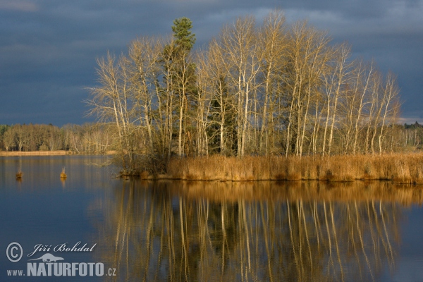 Teich Novy Vdovec (Tre)