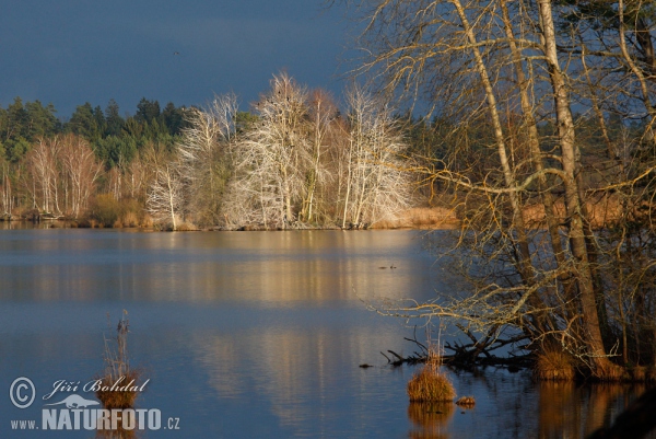 Teich Novy Vdovec (Tre)