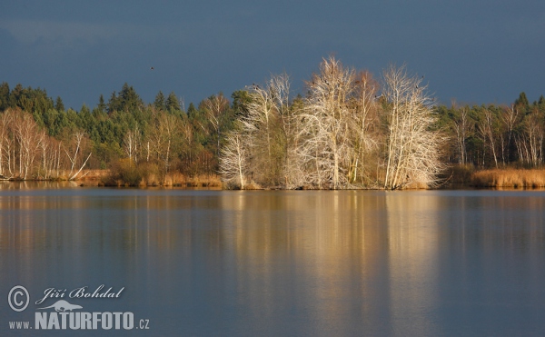 Teich Novy Vdovec (Tre)