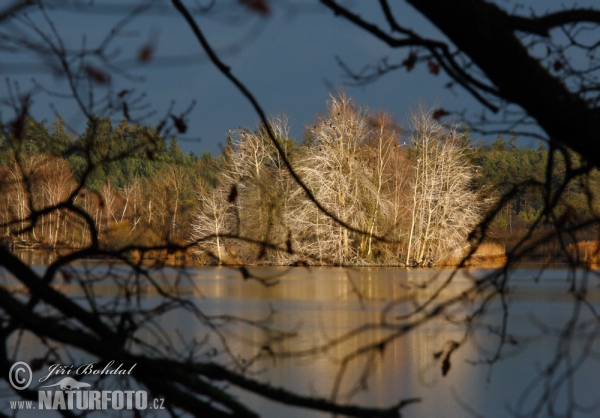 Teich Novy Vdovec (Tre)