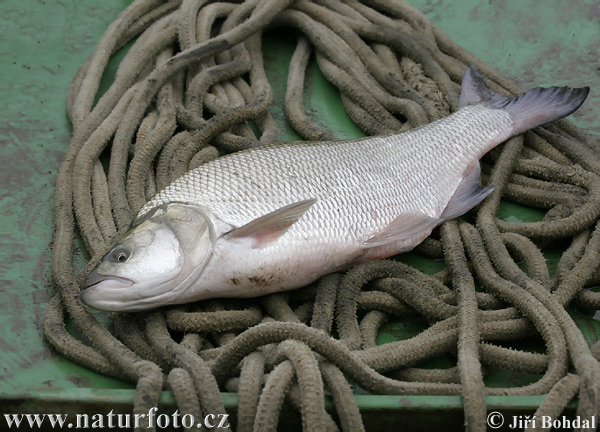 Teichabfischung (Bezdrev)