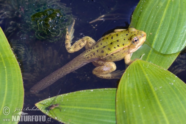 Teichfrosch (Rana esculenta)