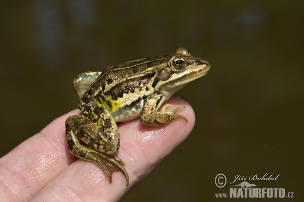 Teichfrosch (Rana esculenta)