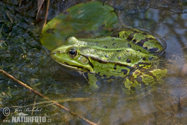 Teichfrosch (Rana esculenta)