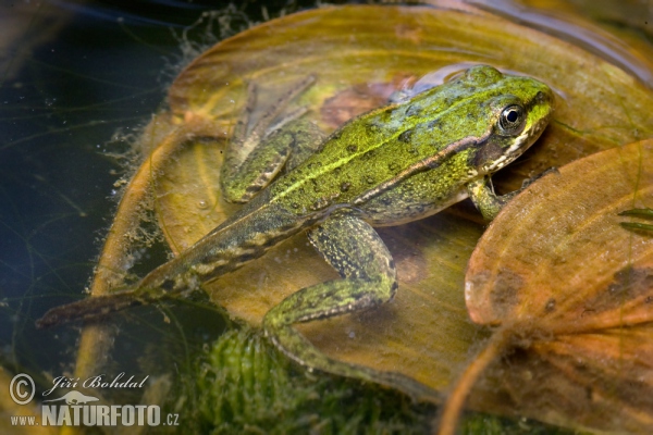 Teichfrosch (Rana esculenta)