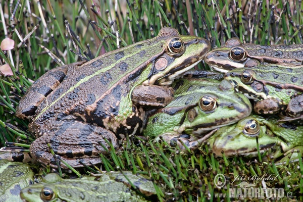 Teichfrosch (Rana esculenta)