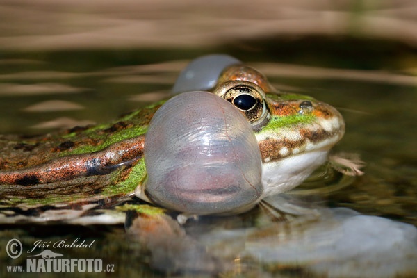 Teichfrosch (Rana esculenta)