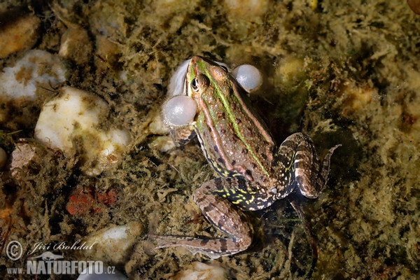 Teichfrosch (Rana esculenta)