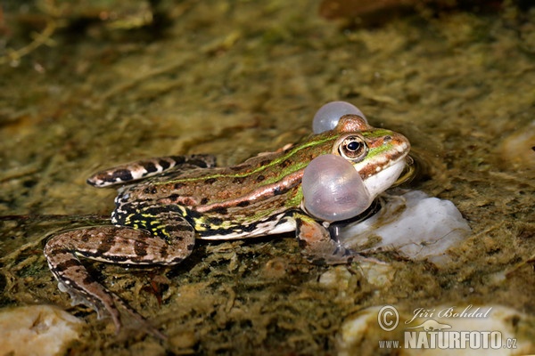 Teichfrosch (Rana esculenta)