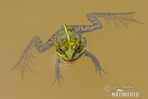 Teichfrosch (Rana esculenta)