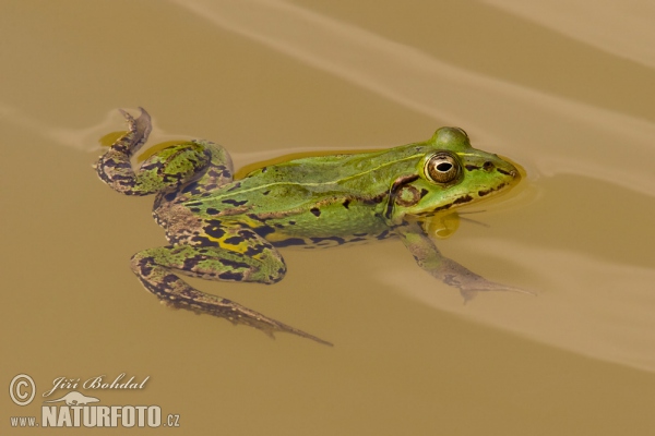 Teichfrosch (Rana esculenta)