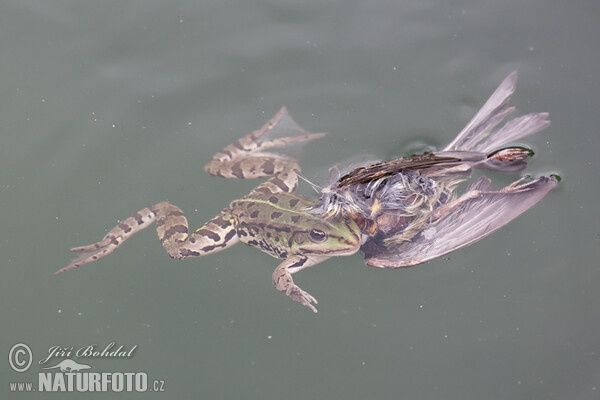 Teichfrosch (Rana esculenta)