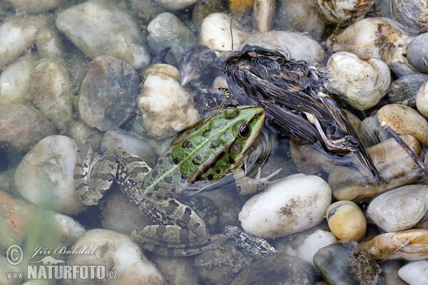 Teichfrosch (Rana esculenta)