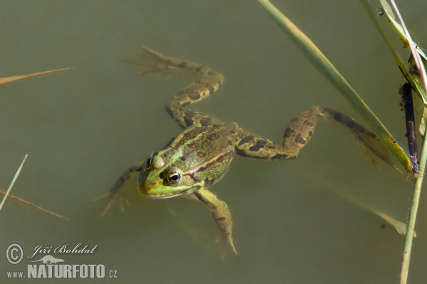 Teichfrosch (Rana esculenta)