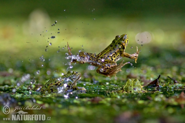 Teichfrosch (Rana esculenta)