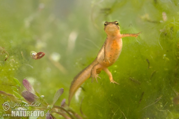 Teichmolch (Lissotriton vulgaris)