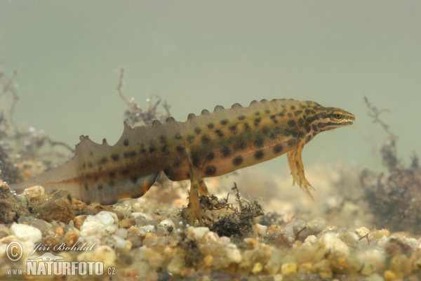 Teichmolch (Lissotriton vulgaris)