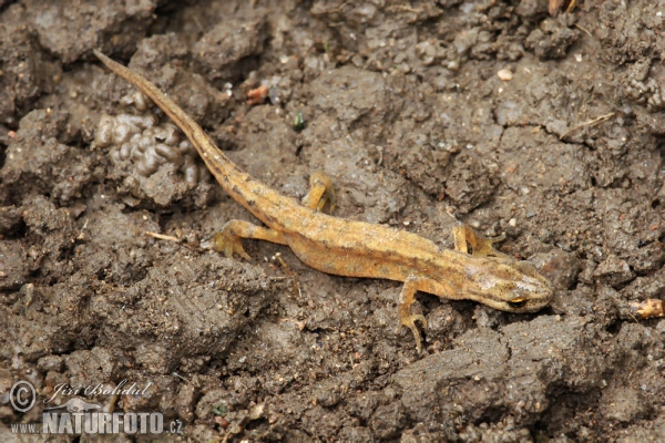 Teichmolch (Lissotriton vulgaris)