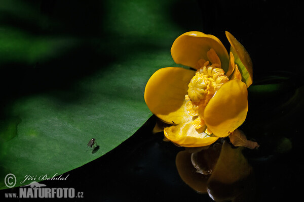 Teichrosen (Nuphar x spenneriana)