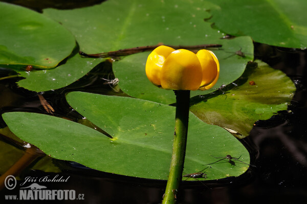 Teichrosen (Nuphar x spenneriana)