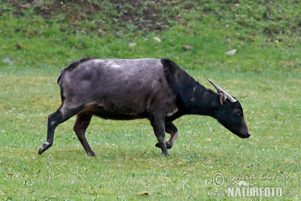 Tieflandanoa (Bubalus depressicornis)