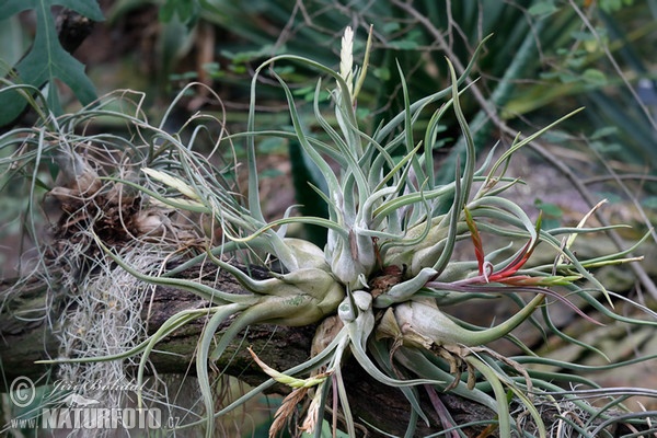 Tillandsia (Tillandsia caput-medusae)