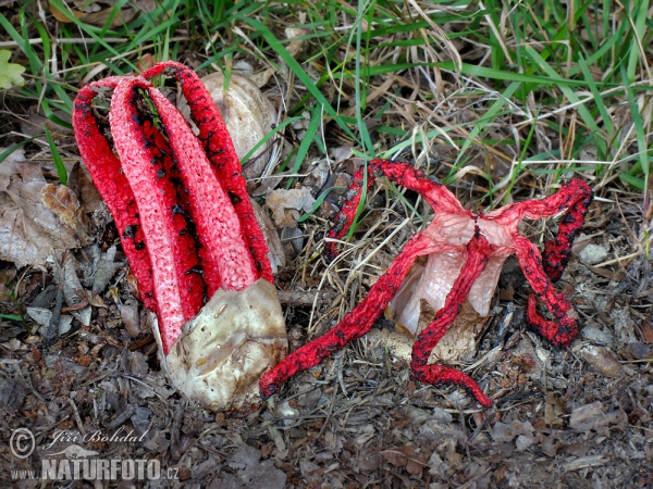 Tintenfischpilz (Clathrus archeri)