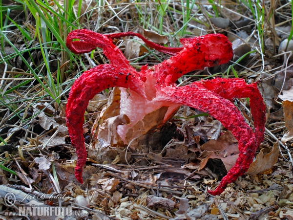 Tintenfischpilz (Clathrus archeri)