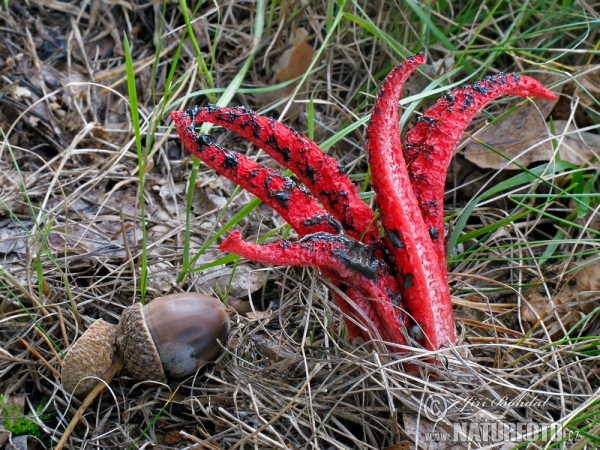 Tintenfischpilz (Clathrus archeri)