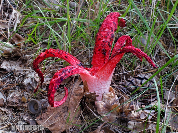 Tintenfischpilz (Clathrus archeri)