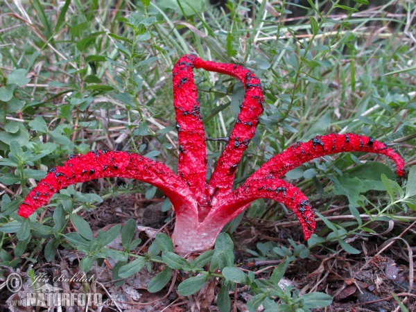 Tintenfischpilz (Clathrus archeri)