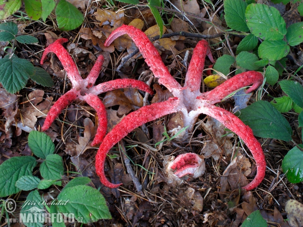 Tintenfischpilz (Clathrus archeri)