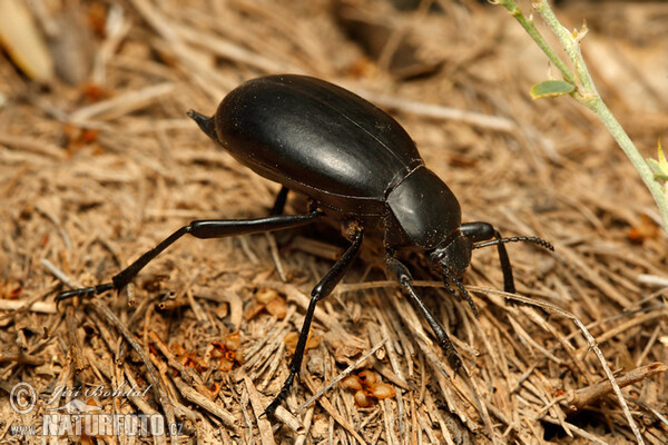 Totenkäfer (Blaps sp.)