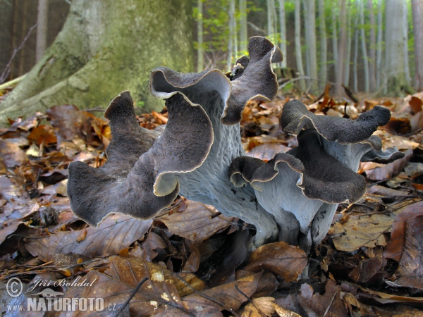 Totentrompete (Craterellus cornucopioides)