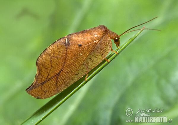 Totes Blatt (Drepanepteryx phalaenoides)