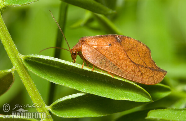 Totes Blatt (Drepanepteryx phalaenoides)