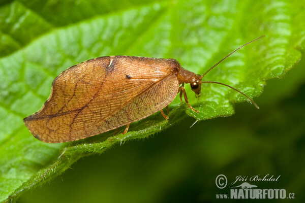 Totes Blatt (Drepanepteryx phalaenoides)