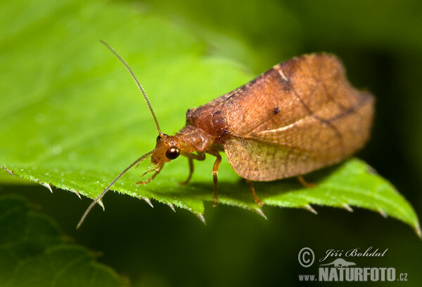 Totes Blatt (Drepanepteryx phalaenoides)