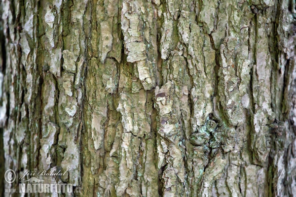 Traubeneiche (Quercus petraea)