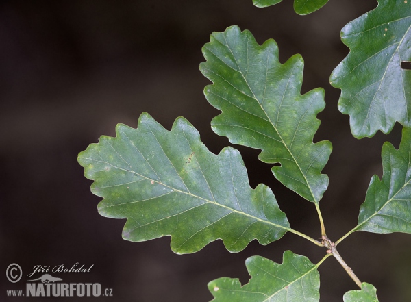 Traubeneiche (Quercus petraea)