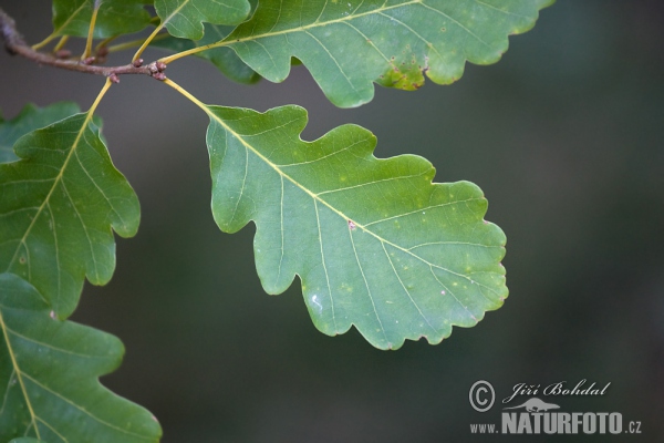 Traubeneiche (Quercus petraea)