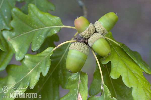 Traubeneiche (Quercus petraea)