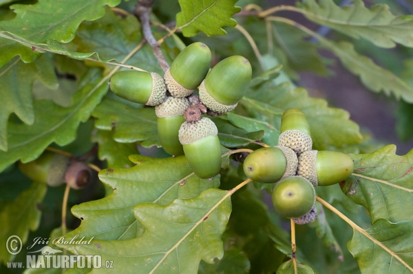 Traubeneiche (Quercus petraea)