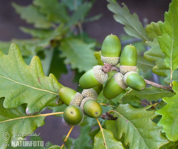 Traubeneiche (Quercus petraea)