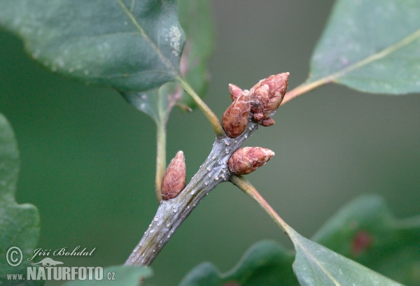 Traubeneiche (Quercus petraea)